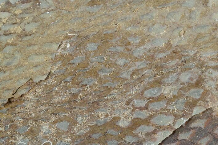 Ordovician Graptolite (Araneograptus) Plate - Morocco #126412